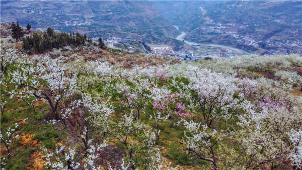 每到春季,分布在叙永县赤水河流域的万亩乌蒙花海,就会沿着磅礴的乌蒙